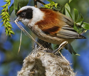 Rolf Klein I  Strategie
